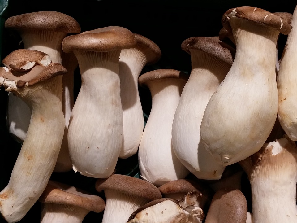 medicinal mushrooms